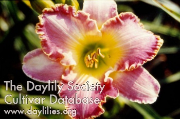 Daylily Westbourne Wild Rose Petals